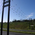 Fledermausbrücken sollen die Tiere theoretisch sicher über die Straße leiten