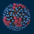 Grafische Darstellung eines Influenza-Virus