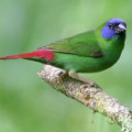 Dreifarben-Papageienamadinen-Weibchen bringen bei schlechter Ernährungslage mehr Männchen hervor.