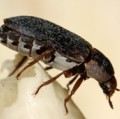 Der Dornspeckkäfer (Dermestes maculatus) ist nicht nur ein Aasfresser, sondern auch ein Lebensmittelschädling.