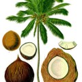 Kokospalme mit Frucht