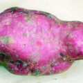 Süßkartoffel der Art Ipomoea batatas
