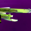 Ferroelektrische, nadelförmige Kristalle aus organischen Molekülen