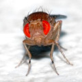 Taufliege (Drosophila melanogaster)
