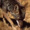 Der Kojote (Canis latrans) gehört zur Familie der Hunde (Canidae).