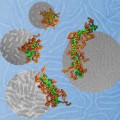 Die Molekülmodelle im Vordergrund (DNA = hellgrün, Polymer = dunkelgrün und braun) stimmen gut mit den entsprechenden durch Transmissions-Elektronenmikroskopie erhaltenen Aufnahmen der Nanopartikel im Hintergrund (grau) überein.