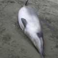 Die äußerst seltenen Bahamonde-Schnabelwale ähneln dem hier abgebildeten Gray-Zweizahnwal und waren zunächst für solche gehalten worden