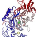 Molekülmodell der menschlichen alpha-Amylase aus der Speicheldrüse