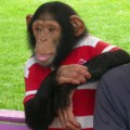 Schimpansen sind die nächsten Verwandten des Menschen.