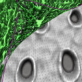 Aktives Antifouling: Eine Silikonschicht formt unter Spannung winzige Krater und schüttelt Biofilme (grün) ab