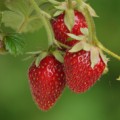 Erdbeeren sind ebenso wie Heidelbeeren reich an Anthocyanen.