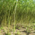 Schottische Plantage mit etwa 6-jährigen Weiden