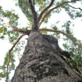 Sehr hohe Bäume können sich weder mit sehr kleinen noch mit sehr großen Blättern ausreichend versorgen.