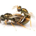 Nasonia vitripennis-Wespen bei der Paarung