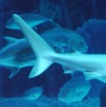 Haifischflossen mit längerer Ober- als Unterkante - in heterocerker Form - sind für das schnelle Schwimmen optimiert, auf die Bildung des Vorderkantenwirbels hat diese spezielle Form aber kaum Einfluss.