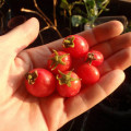 Tomaten aus Bioanbau haben mehr Stress. 