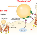 Schema der Immunreaktion sogenannter Makrophagen