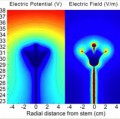 Modell des elektrostatischen Feldes rund um eine 30cm hohe Blume in einem typischen atmosphärischen Feld von 100 V/m, geerdet im Boden. Links das elektrische Potential in Abhängigkeit von Höhe und Abstand zum Stängel, rechts das elektrische Feld.