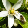 Honigbiene beim Besuch einer Zitrusblüte