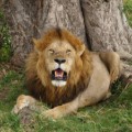 Männliche Löwen haben einen schlechten Ruf als Jäger.