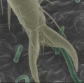 Gekrümmte Trichome (grün) auf der Oberfläche von Bohnenblättern durchbohren den Fuß (gelb) einer Bettwanze.