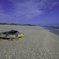 Meeresschildkröte läuft mit Paddelbeinen über einen Strand