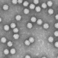 Adeno-assoziierte Viren (AAV) haben sich als Genfähren bewährt.