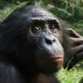 Einer der Probanden: Bonobo aus dem Lola ya Bonobo Sanctuary in Kinshasa, in der Demokratischen Republik Kongo