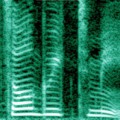 Spektrogramm (Analyse der Schallsignale) einer menschlichen Stimme