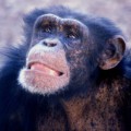 Schimpansen sind in der Lage, längst Vergangenes prompt wieder ins Gedächtnis zu rufen und entsprechend zu handeln.