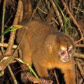 Nachtaffen der Gattung Aotus zählen zu den monogam lebenden Primaten.