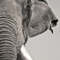 Der Asiatische Elefant hat deutlich kleinere Ohren als der Afrikanische. 