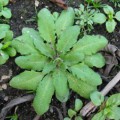 Die Ackerschmalwand (Arabidopsis thaliana) kann einen Pilzbefall besser abwehren, wenn sie gestreichelt wird.