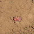 Ausgegraben: Ein Regenwurm im Sommerschlaf