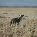 Tüpfelhyäne, die Witterung der Duftmarken anderer Hyänen aufnimmt
