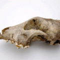 Der 36.000 Jahre alte Schädel aus der Höhle von Goyet gehört vermutlich eher einer Schwester-Gruppe der modernen Haushunde und Wölfe als einem direkten Vorfahren.