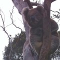 Koalamännchen können für ihre Körpergröße enorm tiefes Gebrüll von sich geben. 