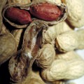 Erdnüsse haben ein großes allergisches Potenzial, sind aber für Schwangere unbedenklich.