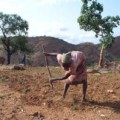 Traditionelle Form des Ackerbaus bei den Nuba im Sudan.