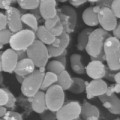 Rasterelektronenmikroskopische Aufnahme des marinen Cyanobakteriums Prochlorococcus mit Vesikeln an der Zelloberfläche