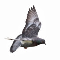 Tauben sind gute Navigatoren, die sich anhand unterschiedlicher Faktoren orientieren - auch an Charakteristika der Landschaft unter ihnen.
