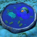 Fast alle Zellen des Körpers sind zur Energieversorgung auf Mitochondrien angewiesen (grüne, ovale Strukturen der schematischen Illustration).