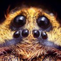Augenpartie einer Wolfspinne der Gattung Hogna
