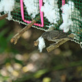 Darwinfink sammelt Baumwolle aus einem der von den Biologen aufgestellten Spender