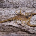 Männliche Exemplare des Arizona-Rindenskorpions (Centruroides vittatus) haben ein geringeres Körpergewicht, längere Beine und einen längeren Schwanz als die Weibchen.