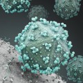 Der erste Schritt einer HIV-Infektion besteht im erfolgreichen Andocken der Viren an den Wirtszellen.