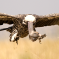 In Kenia beobachtet: Bei der Futtersuche halten sich Geier an Adler.