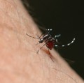 Die Gelbfiebermücke oder Ägyptische Tigermücke (Aedes aegypti) ist der Überträger von Gelbfieber und Denguefieber.