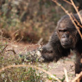 Permanent aggressives Verhalten den Weibchen gegenüber lässt Schimpansenmännchen häufiger zum Vater werden.