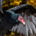 Aasfresser wie der Truthahngeier (Turkey vulture) sind vor Bakterien und deren Toxinen im Kadaver geschützt.